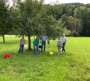 Mitglieder des Obst- und Gartenbauvereins Sulzbach an der Murr bei der gemeinsamen Obsternte auf einer Streuobstwiese
