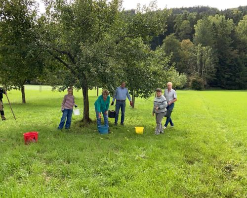 Mitglieder des Obst- und Gartenbauvereins Sulzbach an der Murr bei der gemeinsamen Obsternte auf einer Streuobstwiese

